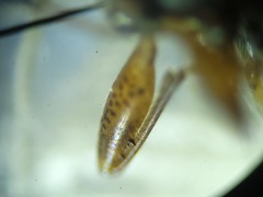 Ligyrocoris litigiosus