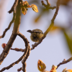 Cyanistes caeruleus