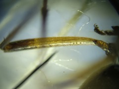 Ligyrocoris litigiosus