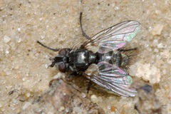 Triarthria setipennis