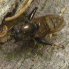 Chalcosyrphus libo