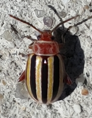 Disonycha admirabila