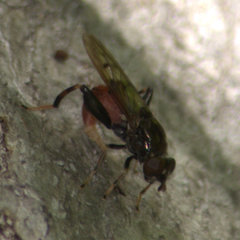 Chalcosyrphus libo