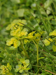 Chrysosplenium alternifolium