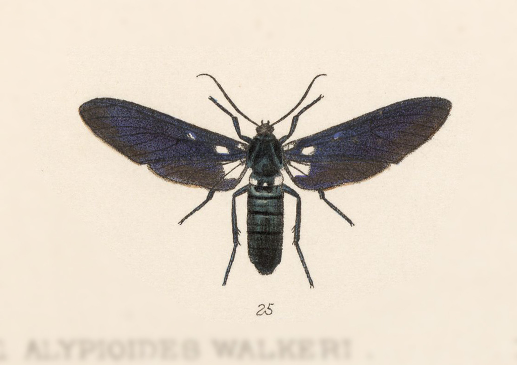 Syntomeida vulcana