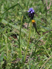 Muscari pulchellum