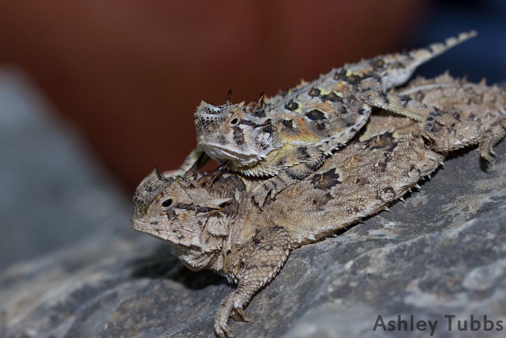 Texas Horned Lizard (Arizona: Sky Island Specialties) · INaturalist