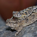 Texas Horned Lizard - Photo (c) Ashley Wahlberg (Tubbs), some rights reserved (CC BY-ND)