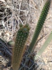 Nyctocereus