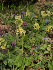 Primula elatior elatior