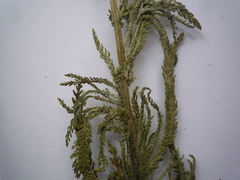 Achillea stepposa