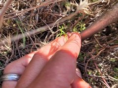 Amblyopappus pusillus