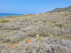 Amblyopappus pusillus