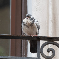 Columba livia domestica