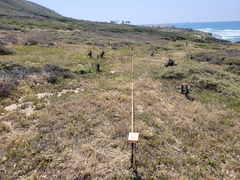 Amblyopappus pusillus