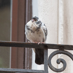 Columba livia domestica