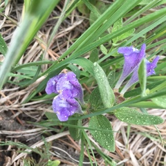 Scutellaria brittonii