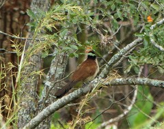 Centropus senegalensis flecki