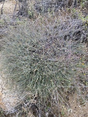 Stillingia linearifolia