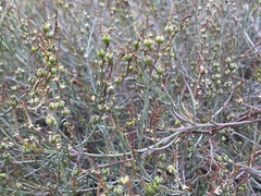 Stillingia linearifolia