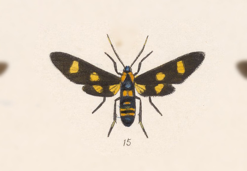 Syntomeida joda