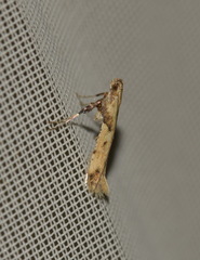 Caloptilia honoratella