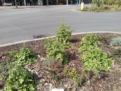 Sisymbrium officinale