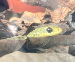 Chironius spixii