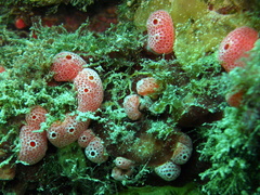 Didemnum coccineum