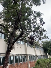 Lyonothamnus floribundus