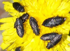 Buprestinae