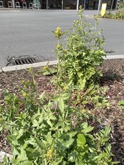 Sisymbrium officinale