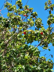 Thespesia grandiflora