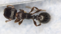 Tetramorium forte