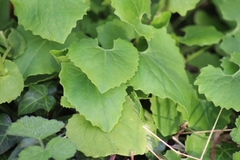 Doronicum pardalianches