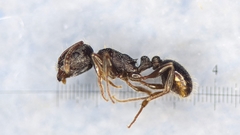 Tetramorium forte
