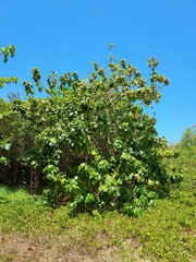 Thespesia grandiflora