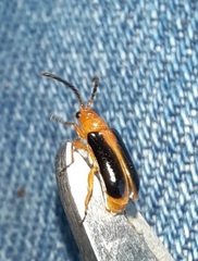 Phyllobrotica limbata