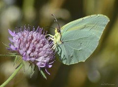 Gonepteryx cleopatra
