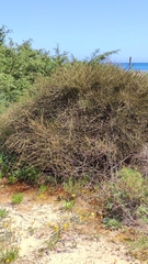 Ephedra fragilis
