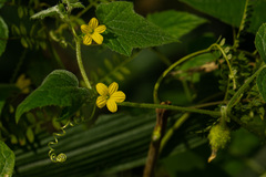 Cucumis oreosyce