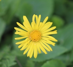 Doronicum pardalianches