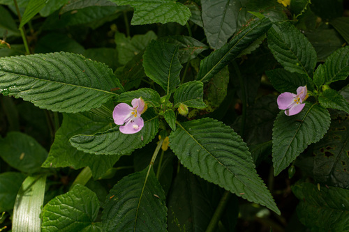 Impatiens burtonii