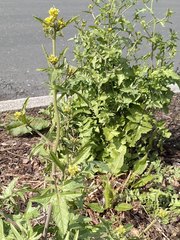 Sisymbrium officinale