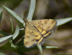 Pyrausta despicata
