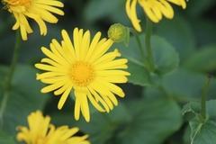 Doronicum pardalianches