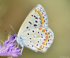 Gonepteryx cleopatra
