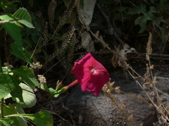 Ipomoea tubulata