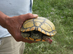 Trachemys scripta elegans