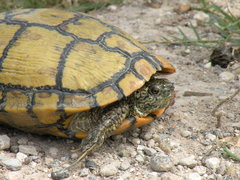 Trachemys scripta elegans